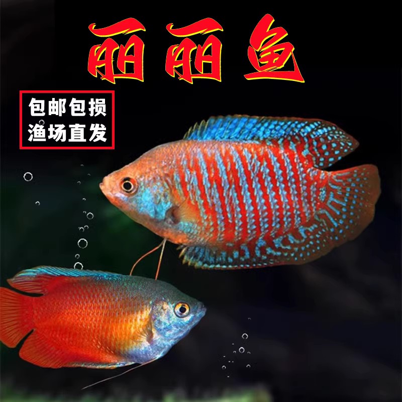 五彩丽丽鱼曼龙鱼热带观赏鱼鱼苗小型淡水好养血丽丽鱼珍珠马甲鱼