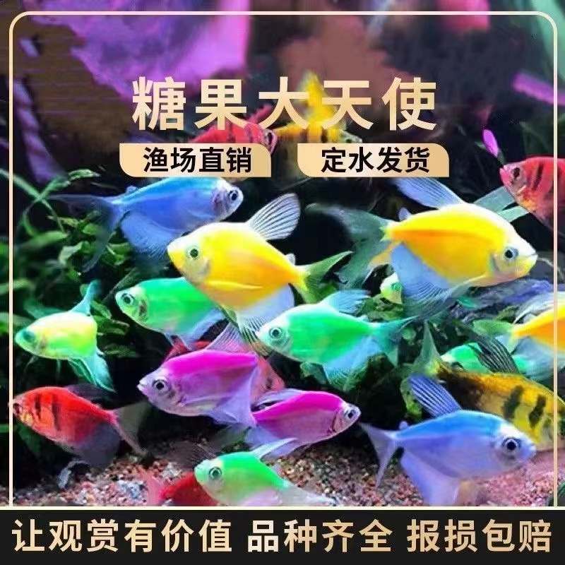 天使鱼观赏鱼彩群鱼热带鱼群游小型鱼淡水鱼好养耐活喂食