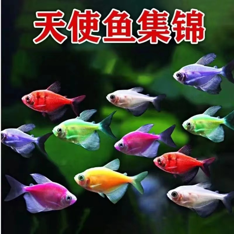 天使鱼观赏鱼彩群鱼热带鱼群游小型鱼淡水鱼好养耐活喂食