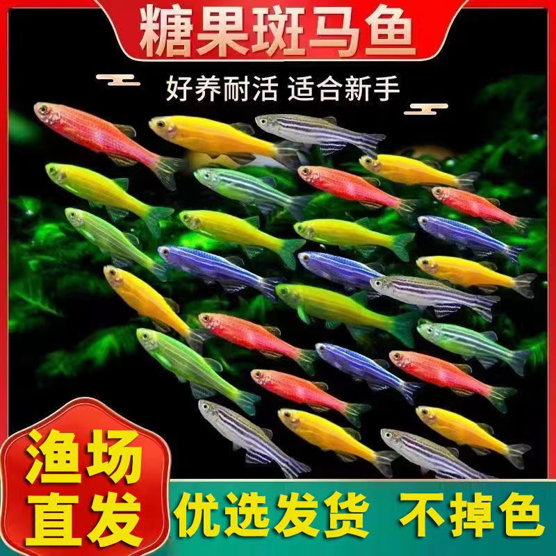 斑马鱼型混养热带小型观赏鱼冷水淡水鱼直播直销活体