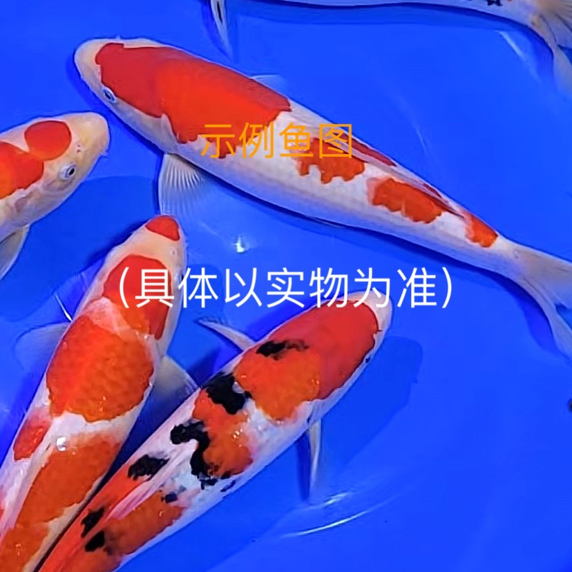 精品活体锦鲤观赏鱼