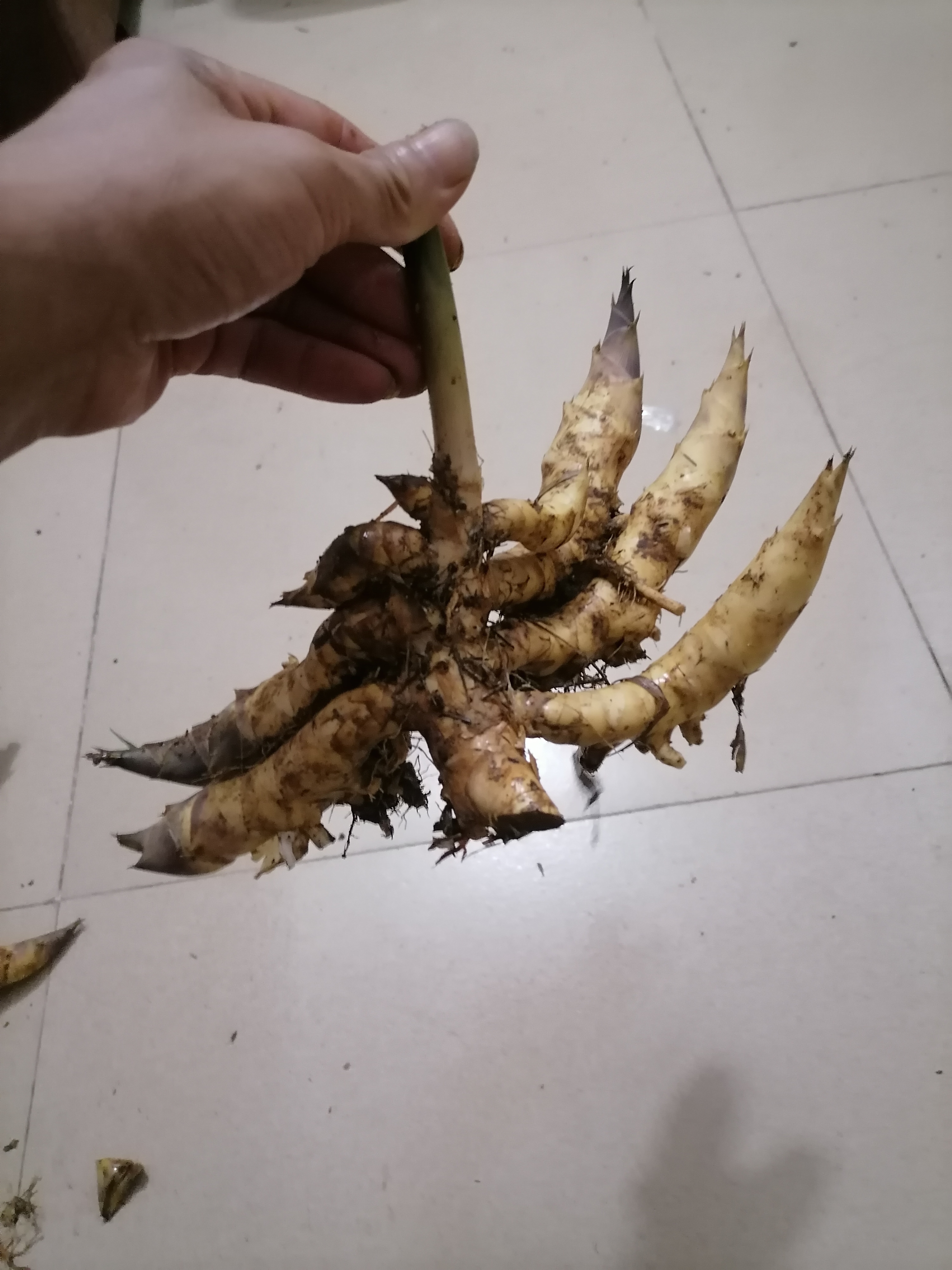 青龙竹，青皮簕竹，包新鲜，不包活（只支持直播间一物一拍）