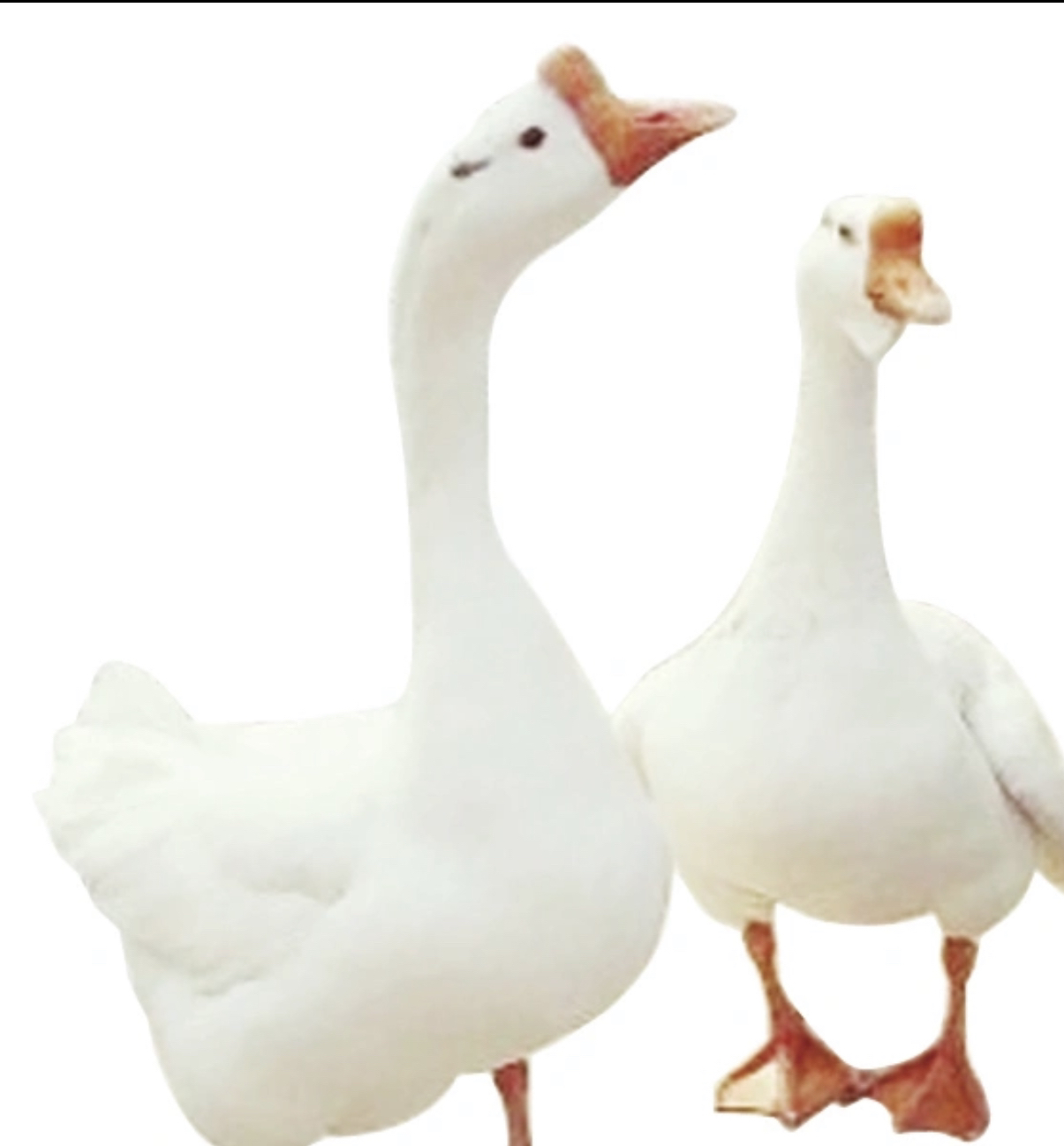 东北大笨鹅头哥推荐