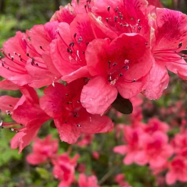 映山红杜鹃花盆景桩地景桩