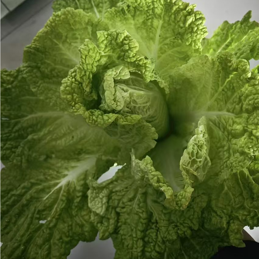 老海冻白菜nao nao好吃