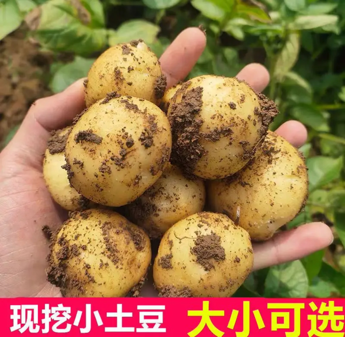 农村土豆子（老海家滴）