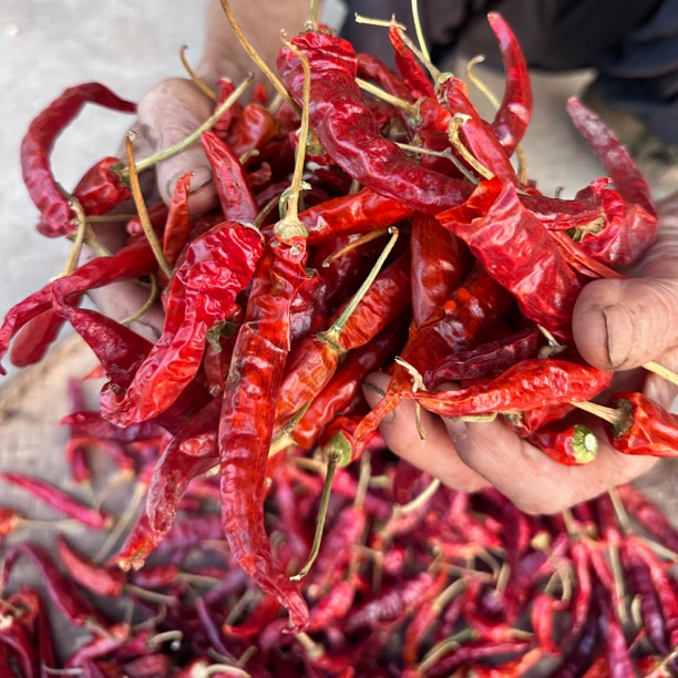 重庆农家自种老品种干辣椒爆香 自然晒干 不打药 不打催熟