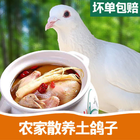 信鸽 1-3年老鸽 可养可煲汤