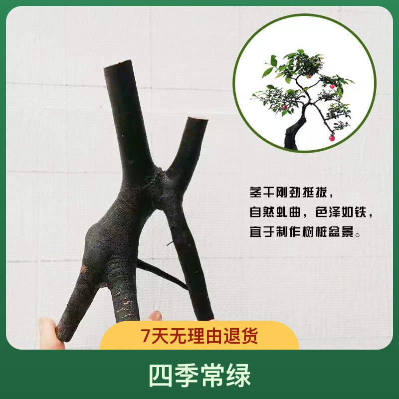 盆景素材生桩熟桩园林园艺室内阳台植物四季金弹子直播间