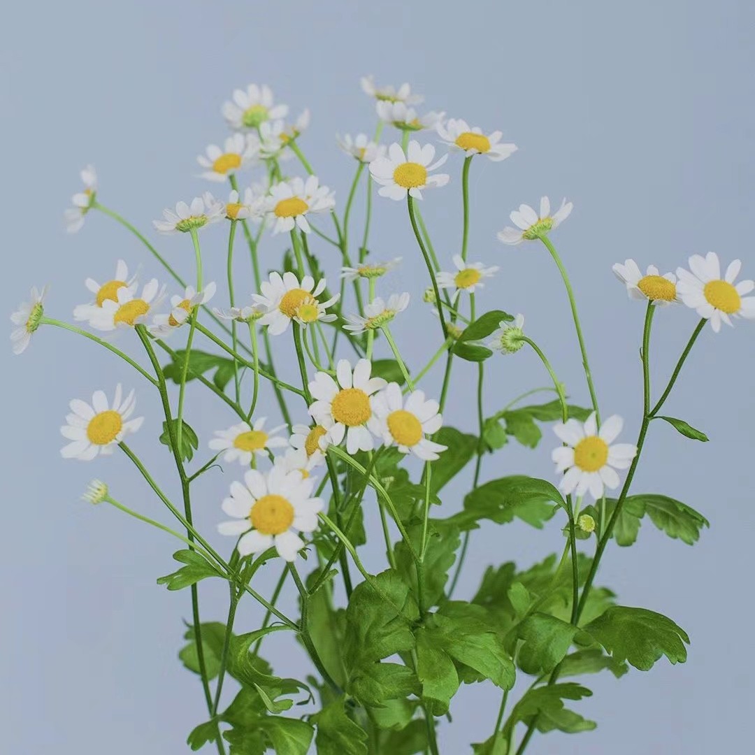 洋甘菊鲜花玫瑰花束配草云南基地直发小清新花束家用水养同城速递