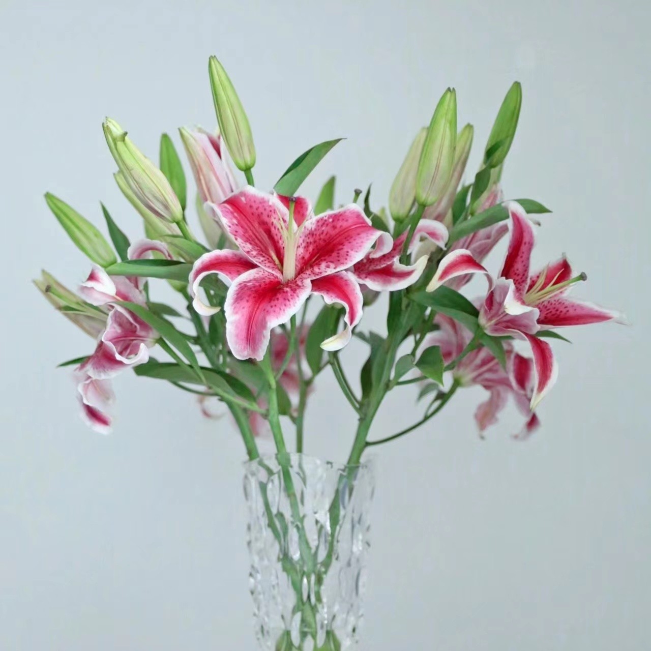 【云南鲜花】香水百合，香香的花花，好治愈！基地直发、养护