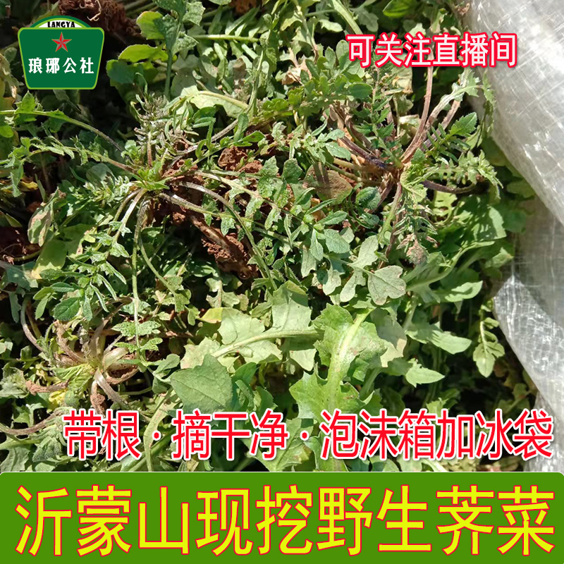 野生荠菜新鲜现挖山东应季蔬菜过冬野菜地菜饺子馅料2斤3斤4斤
