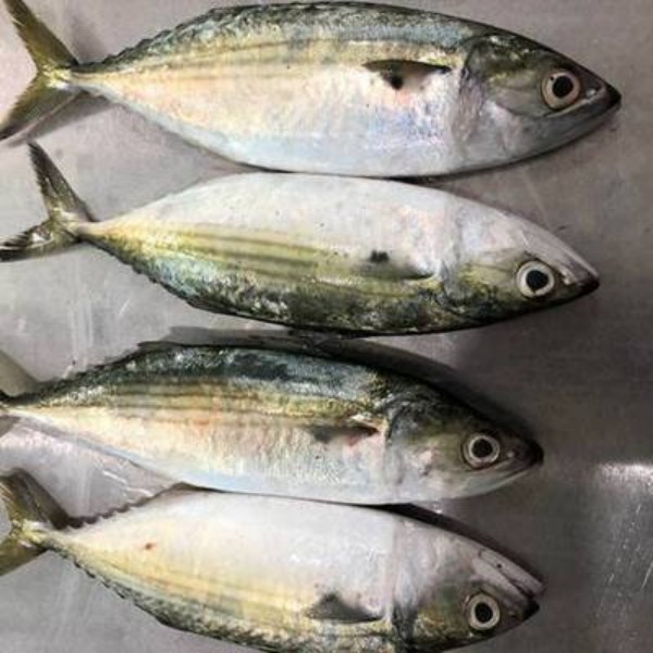 纯天然野生海捕 白面鱼 汕尾港捕捞 码头直发 新鲜冷链包邮