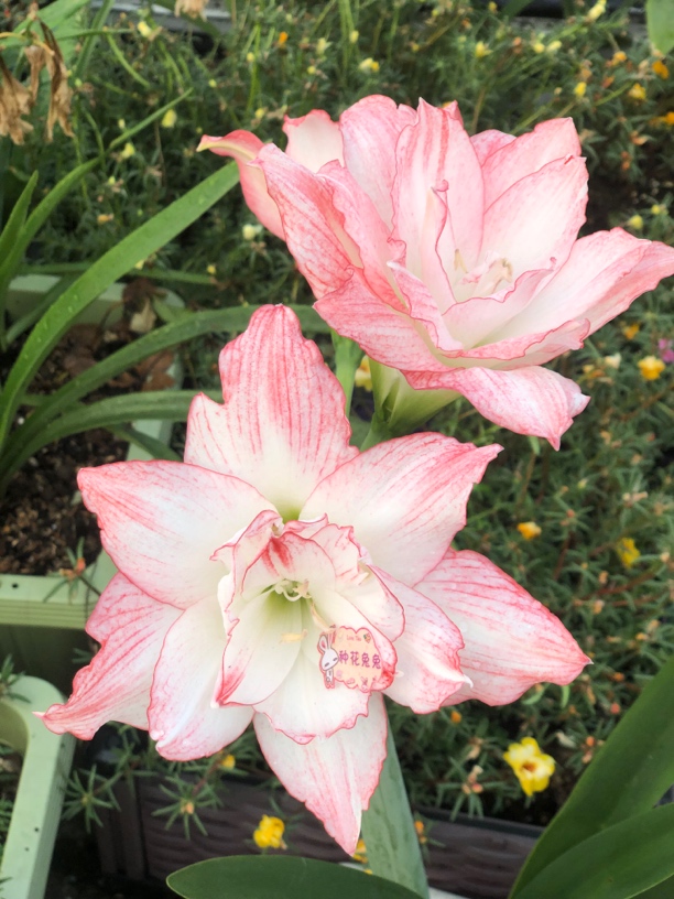 澳洲朱顶红香吻侧球