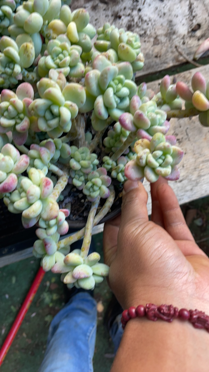 精品多肉  一物一拍