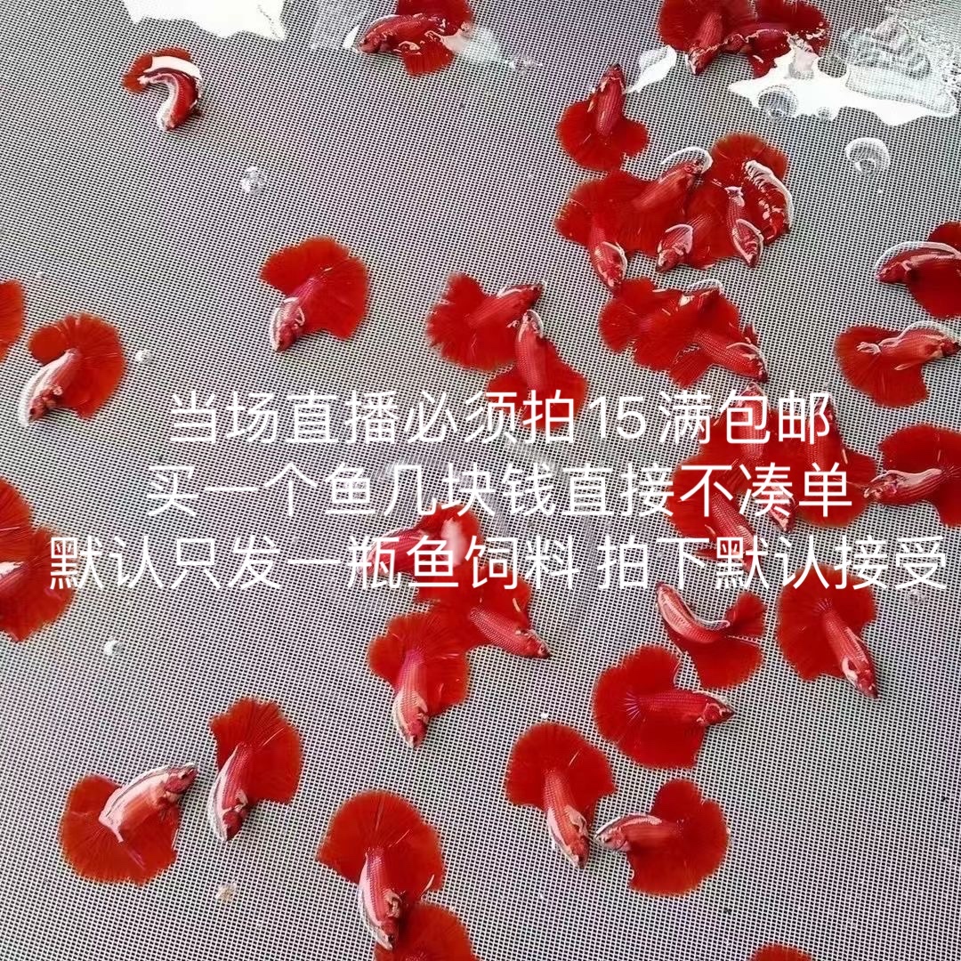 泰斗活体235-312观赏鱼直播链接