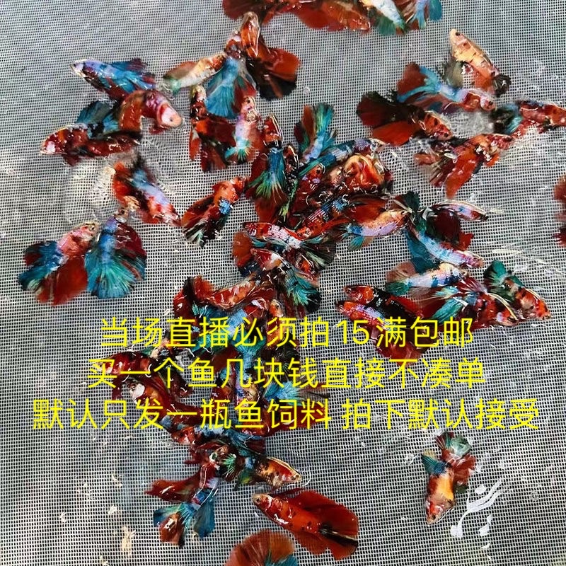 泰斗活体313-390观赏鱼直播链接