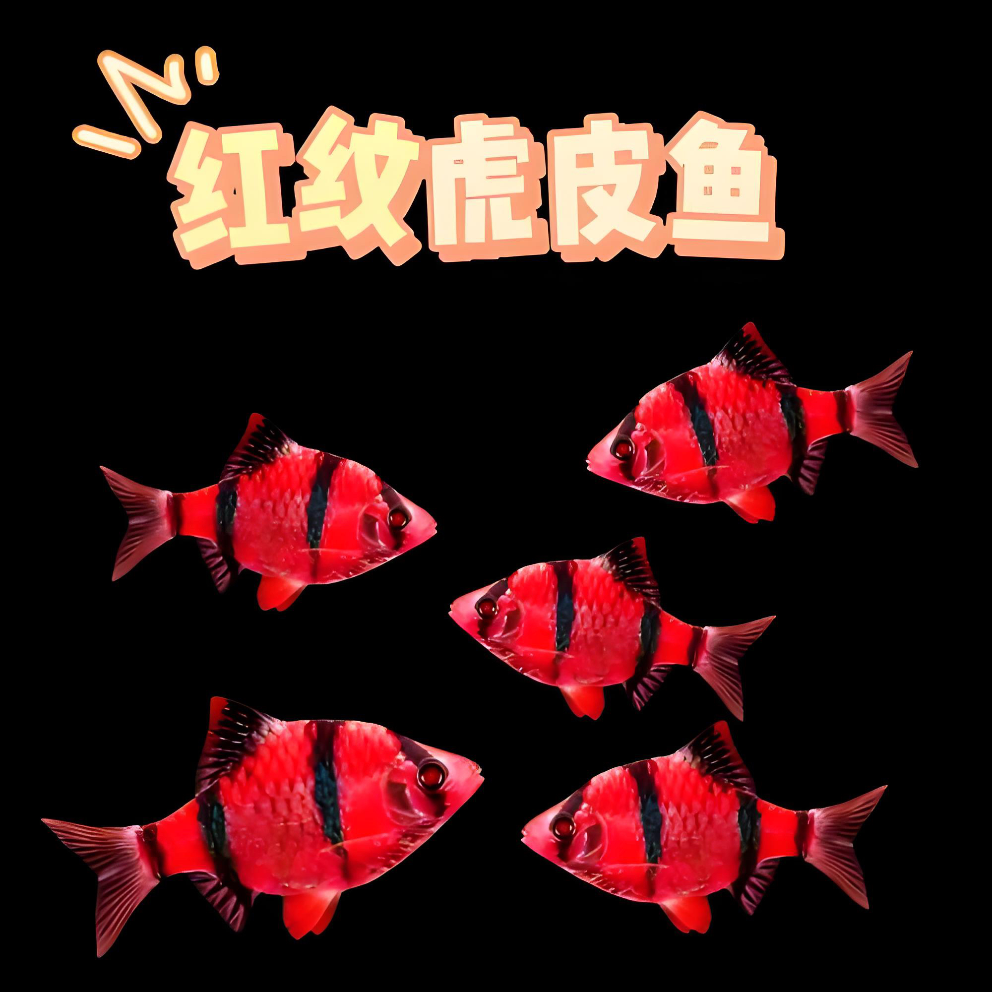 虎皮鱼合集红虎皮绿虎皮球体虎皮