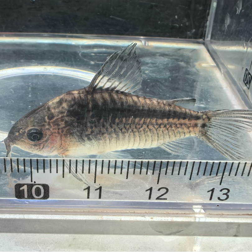 绅士鼠鱼南美进口