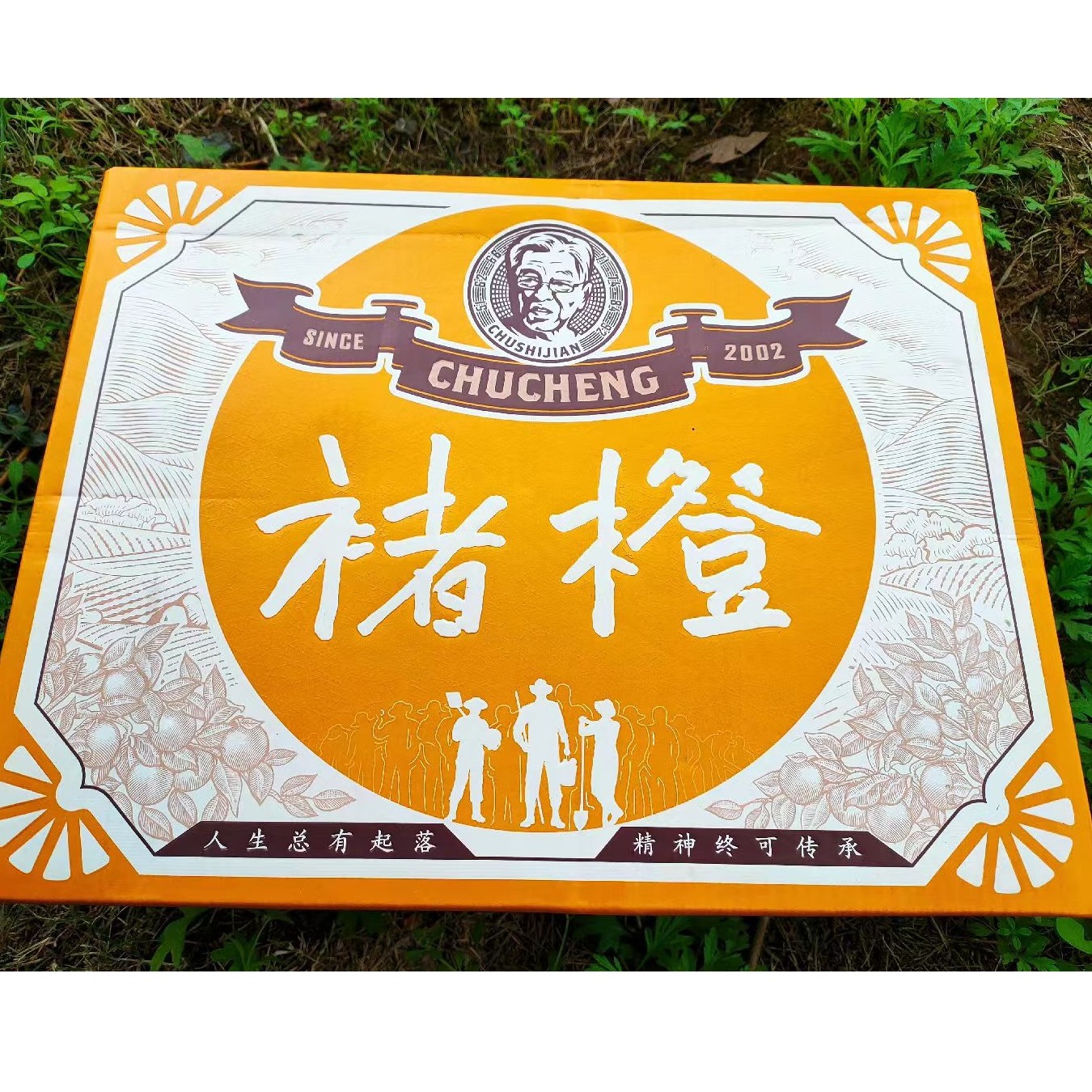 褚橙特级一箱10斤