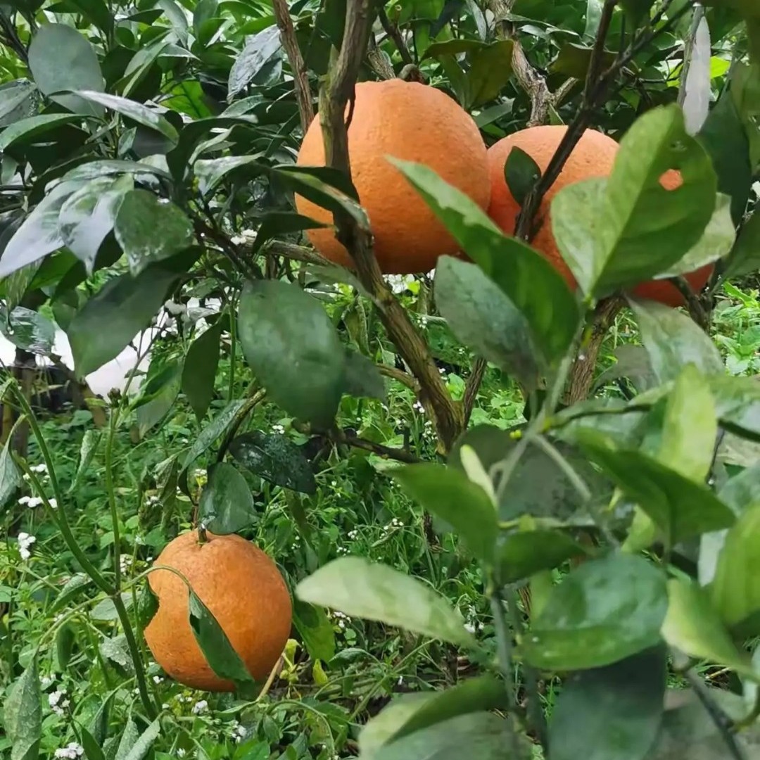 【纽荷尔脐橙(赣南脐橙)苗】成熟期早品质优良对版苗