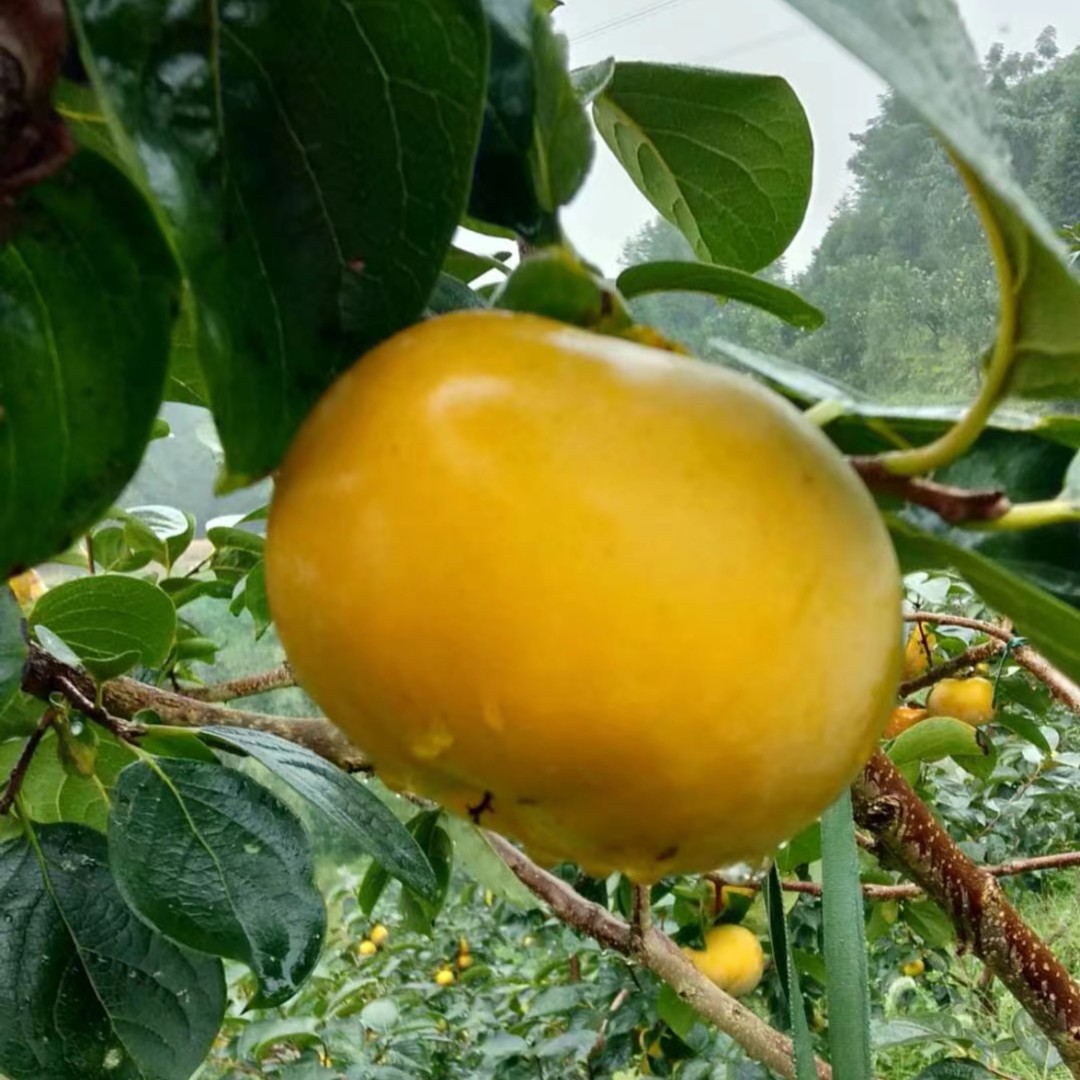 【太秋甜柿苗】大秋脆柿 柿柿如意对版苗