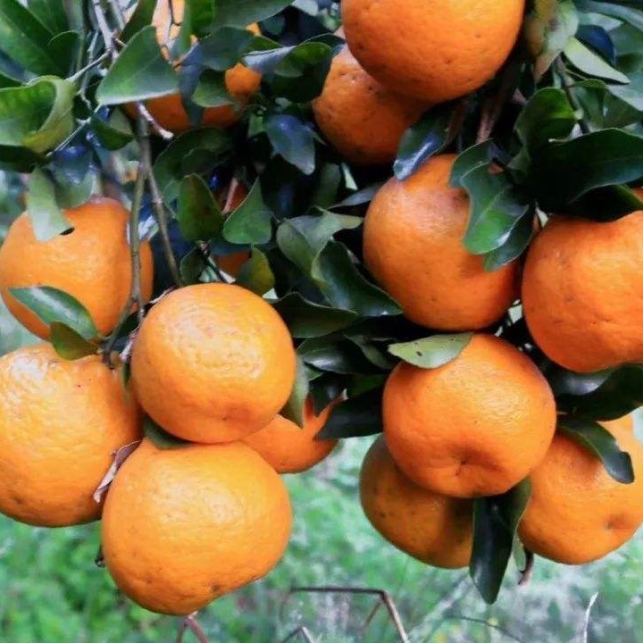 【高糖椪柑苗】地栽盆栽对版苗