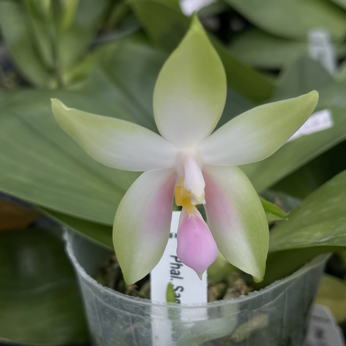 花农杰哥原生种趣味蝴蝶兰花进口绿植花卉粉莎美娜