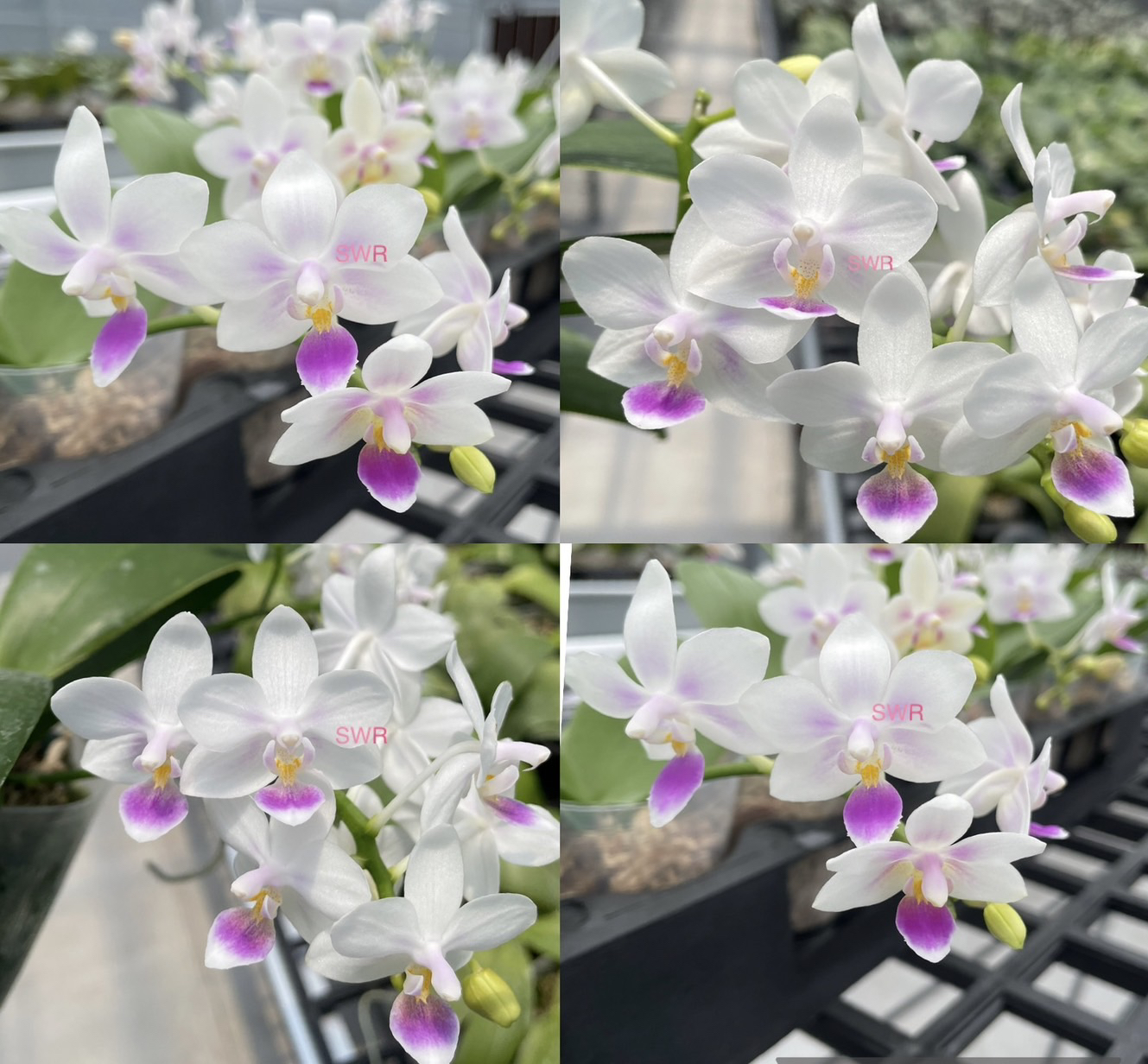 花农杰哥原生种蝴蝶兰SWR21EE雪花交eq