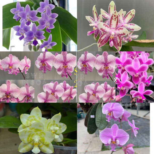 花农杰哥原生种蝴蝶兰8.5直播专用