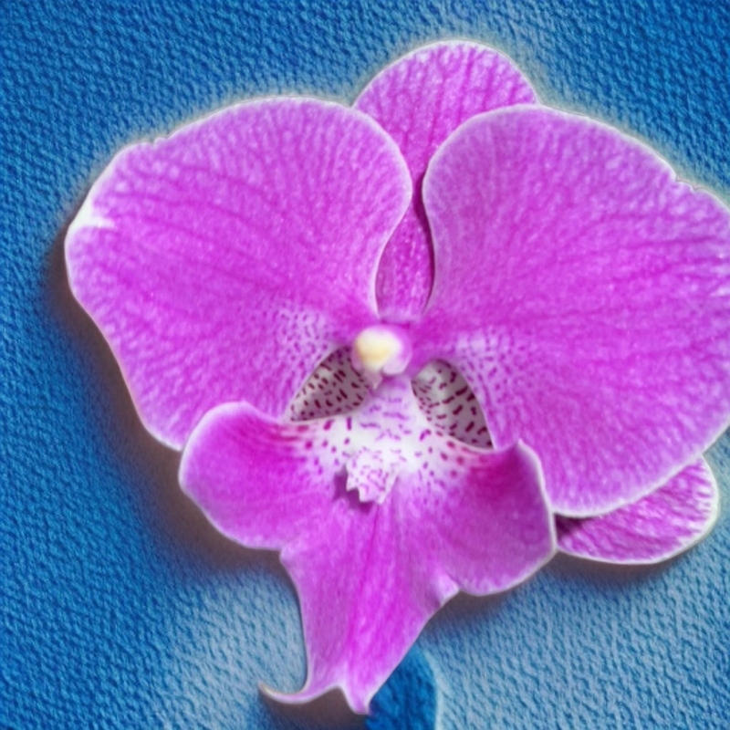 蝴蝶兰随单开花株