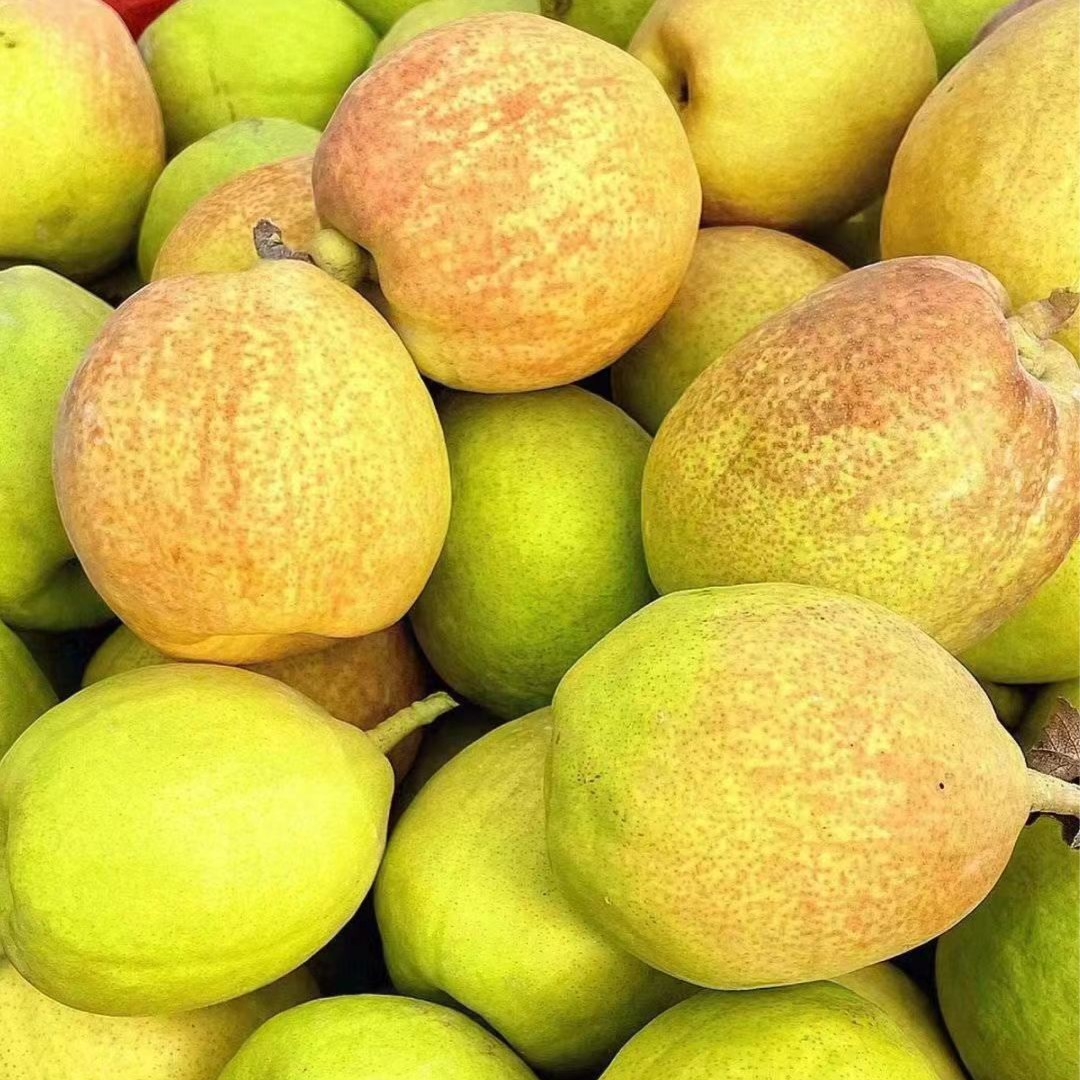 【福袋专享】 新疆库尔勒香梨一份净重3斤(少量花斑)
