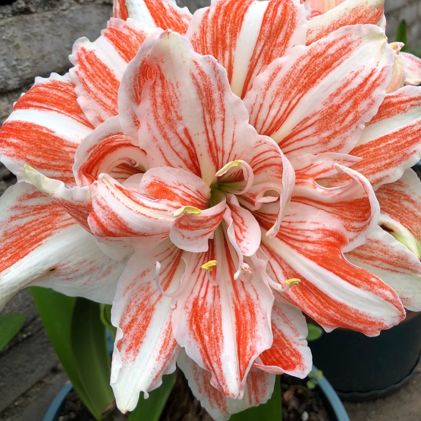 荷兰朱「舞蹈皇后」重瓣朱顶红多年生花卉 种植小苗（五花肉）