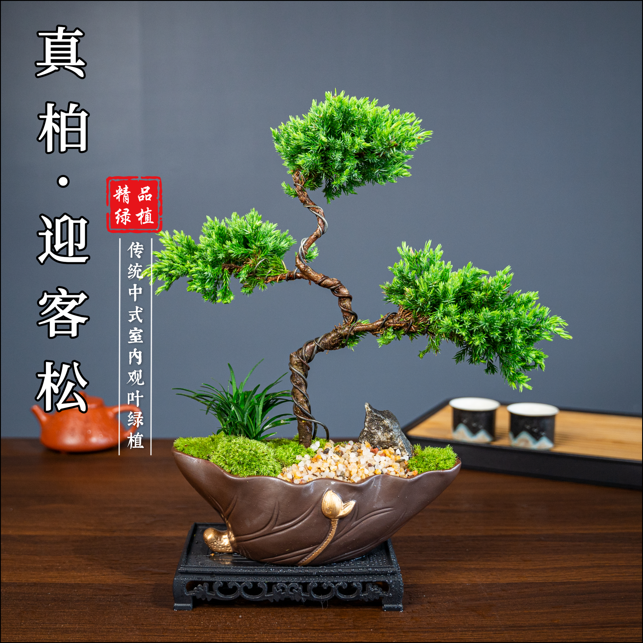 【三层真柏】盆栽盆景绿植花卉室内客厅办公室桌面四季常青植物