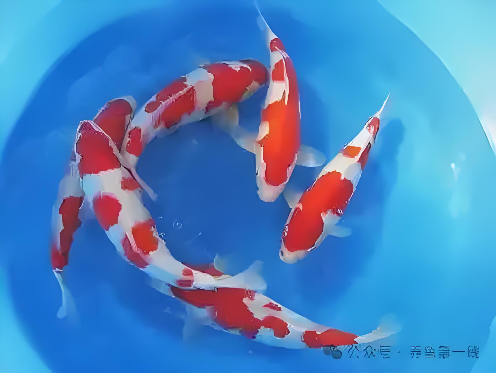 锦鲤观赏鱼红白大正三色渔场直销