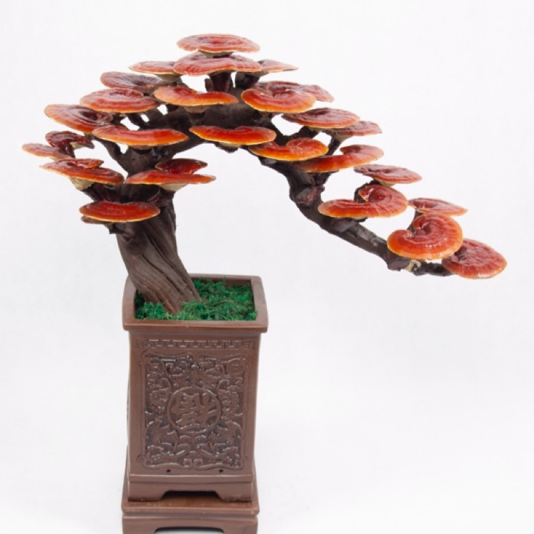 灵芝菌包灵芝苗发财树盆景寓意家居观赏植物