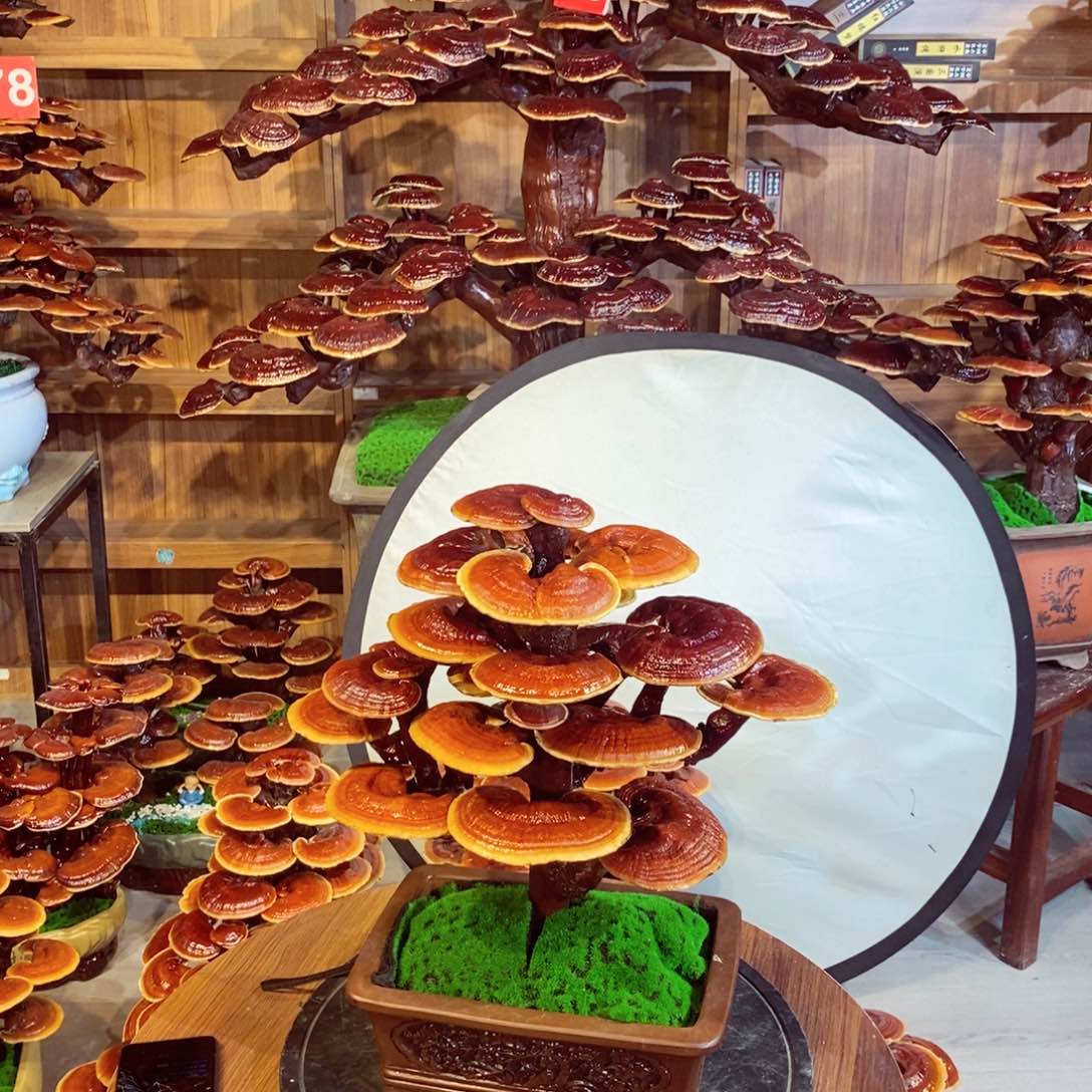 用****8发财树发财树发财树