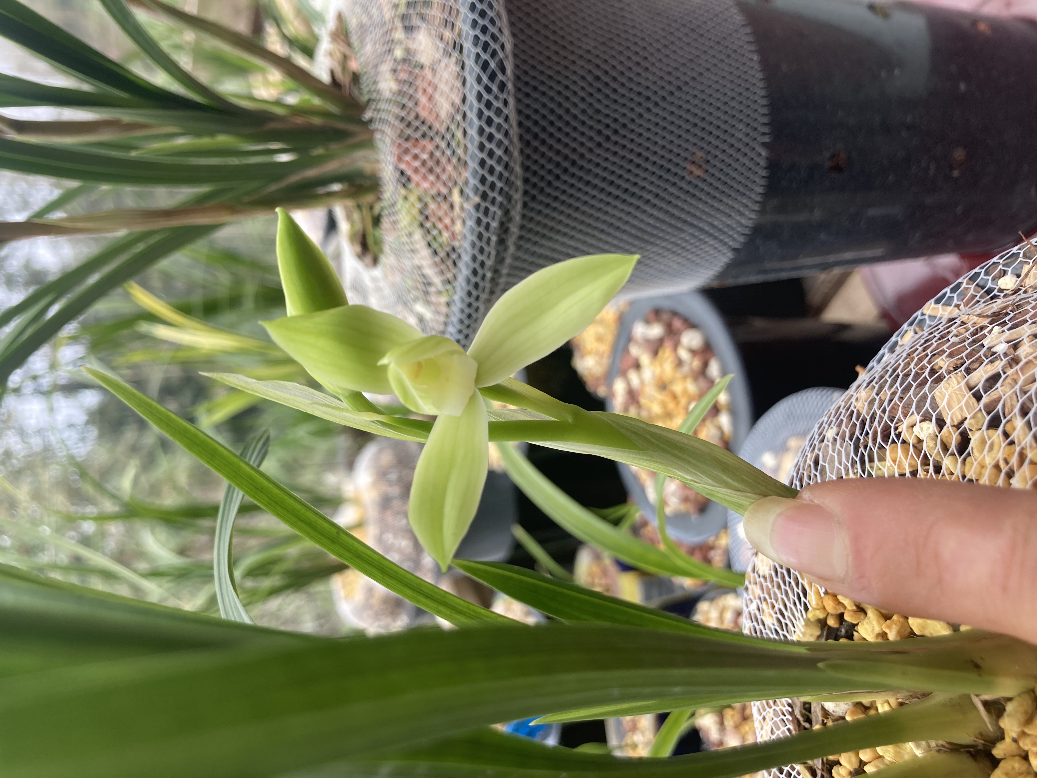 春剑素花荷型阳台自然养殖