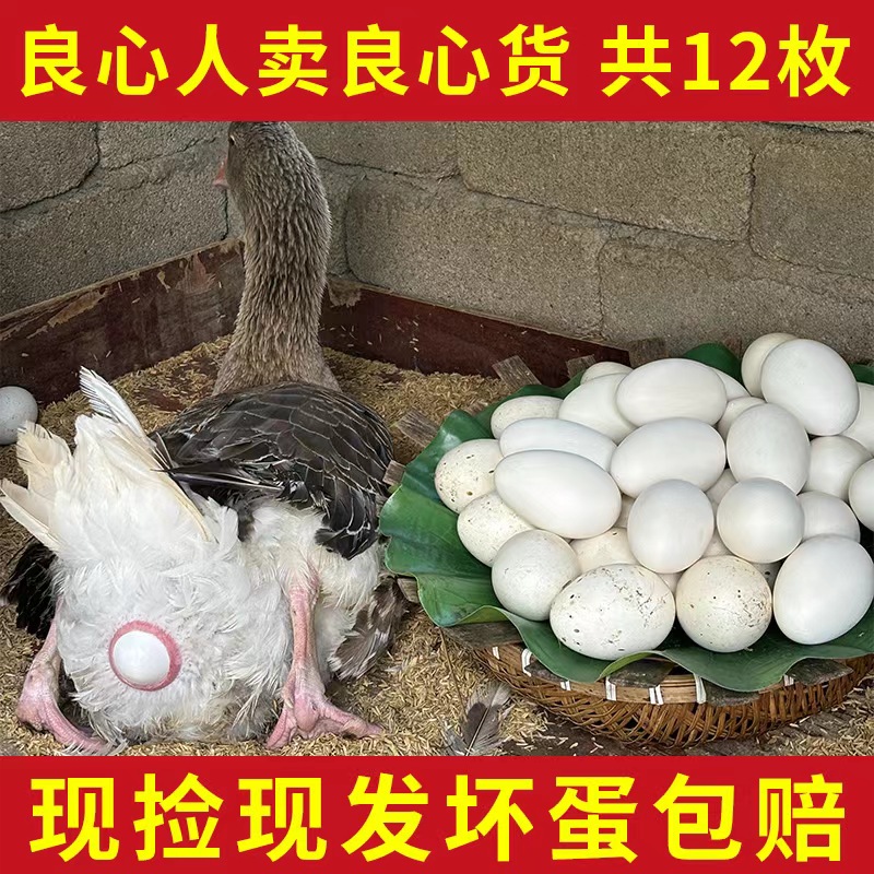 【阿秀家】现捡现发新鲜散养鹅蛋一箱12枚单枚重120g左右双黄居多