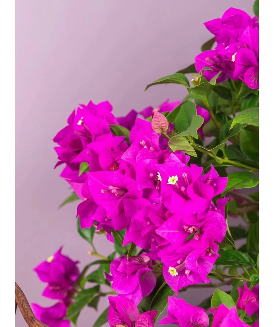 小董哥云南三角梅老桩裸根（直播间一物一拍）可嫁接任何三角梅