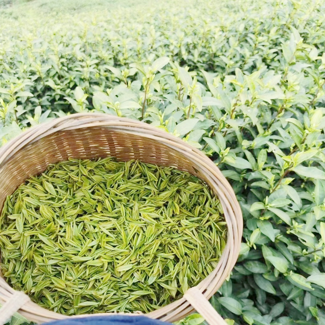 25年安吉原产地口粮白茶茶农自产自销249
