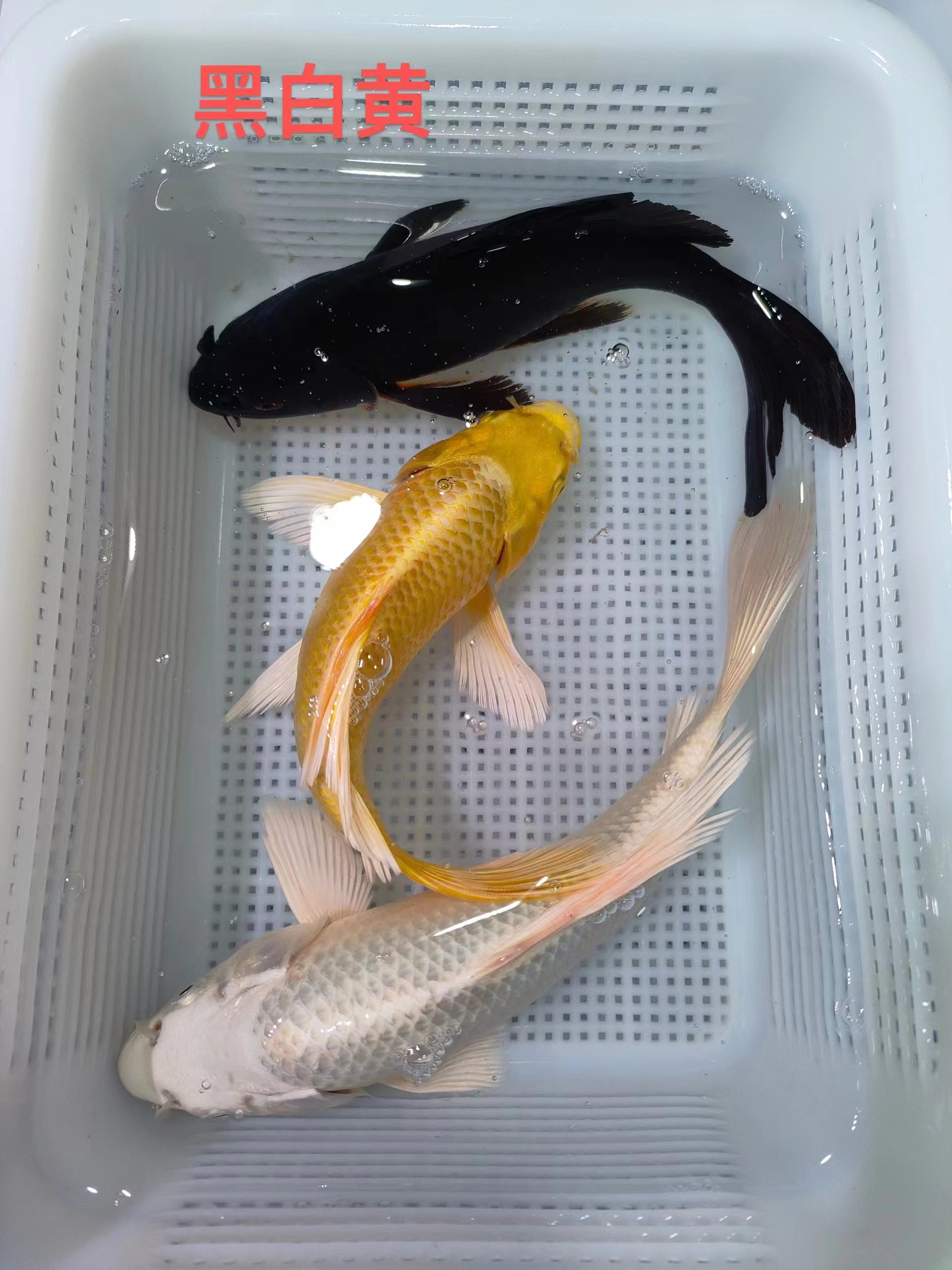 锦鲤黄金【长短尾大黄金龙凤2条】20-25公分好养耐活包邮冷水观赏鱼