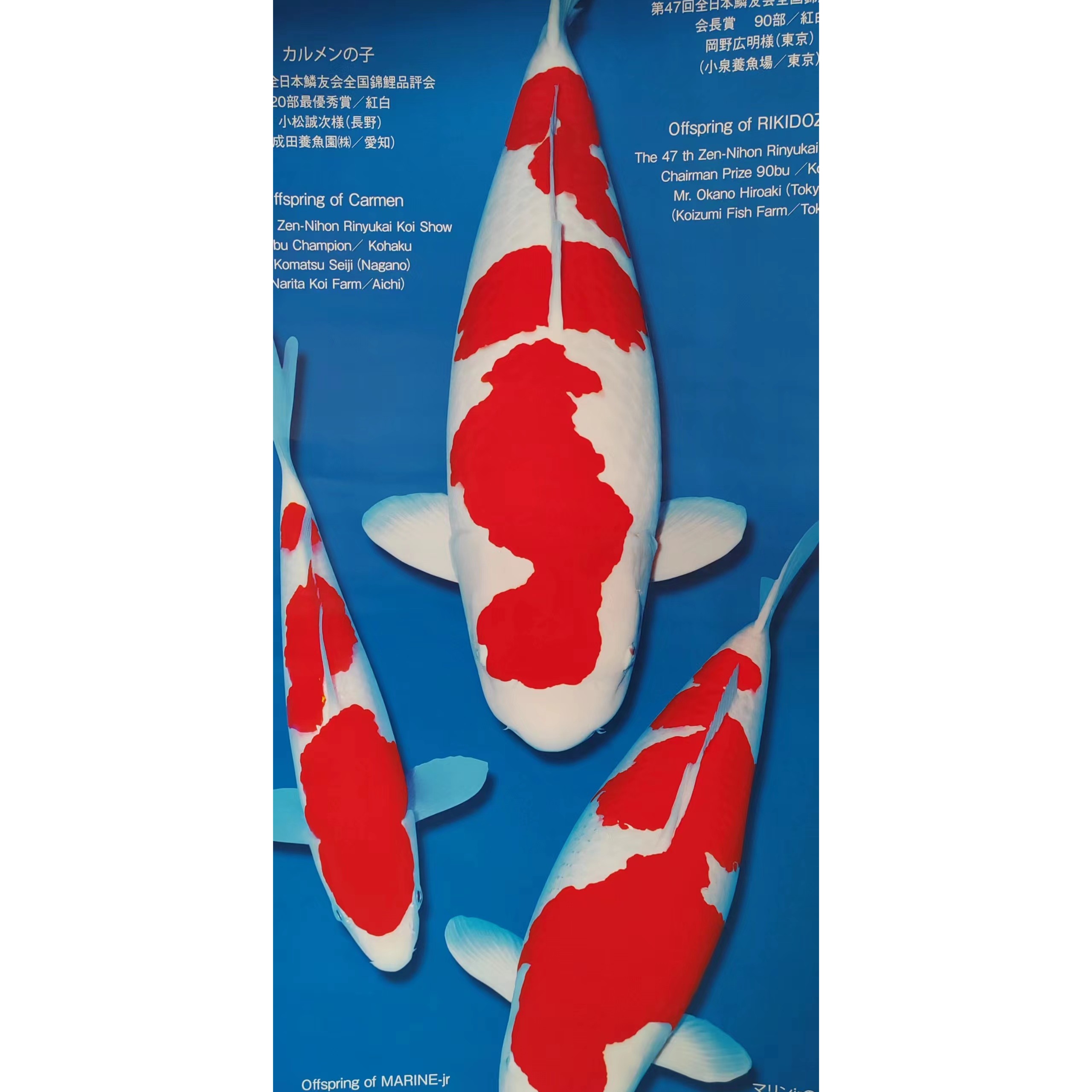 大连金乐锦鲤，当岁昭和