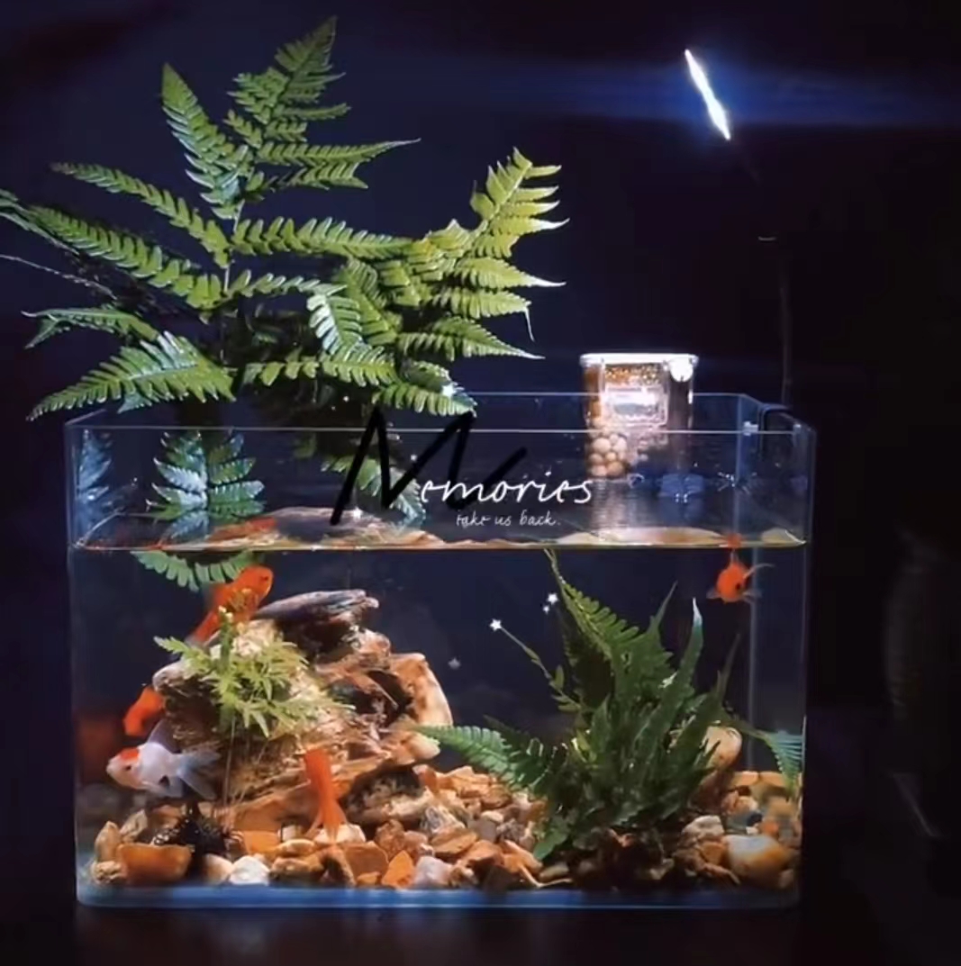 水培植物 金丝鳞毛蕨 鱼缸造景 假山造景 雨林景观 微景观 