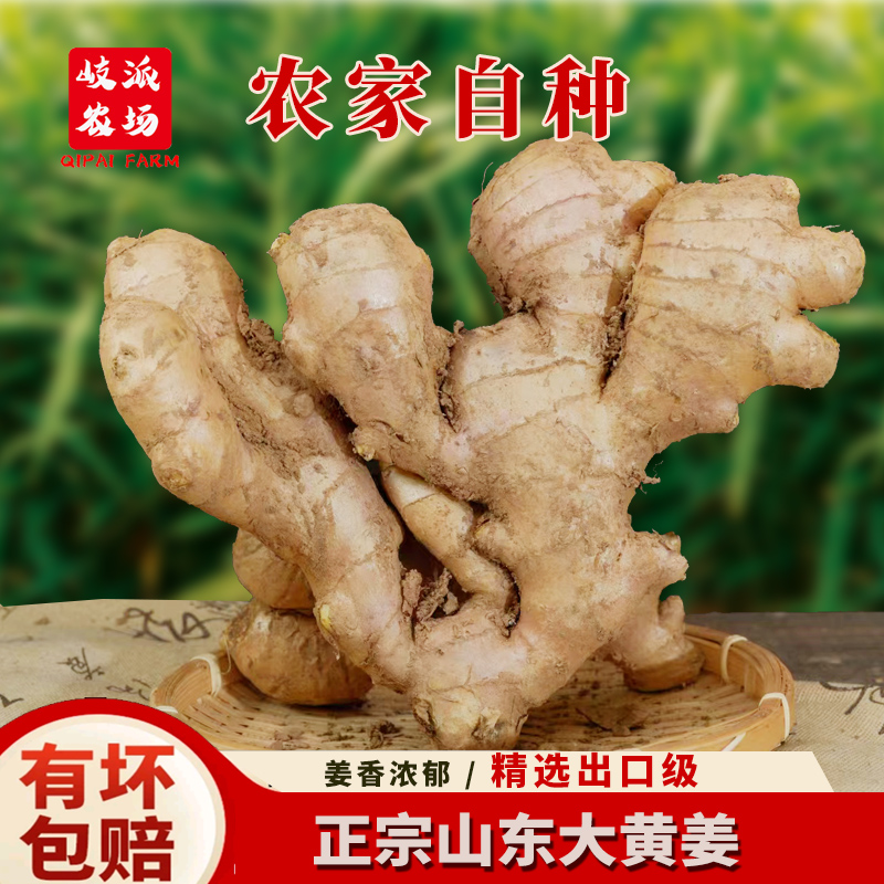【岐派严选】原产地山东大黄姜特产老姜大黄姜月子姜辛辣味夏日尝鲜