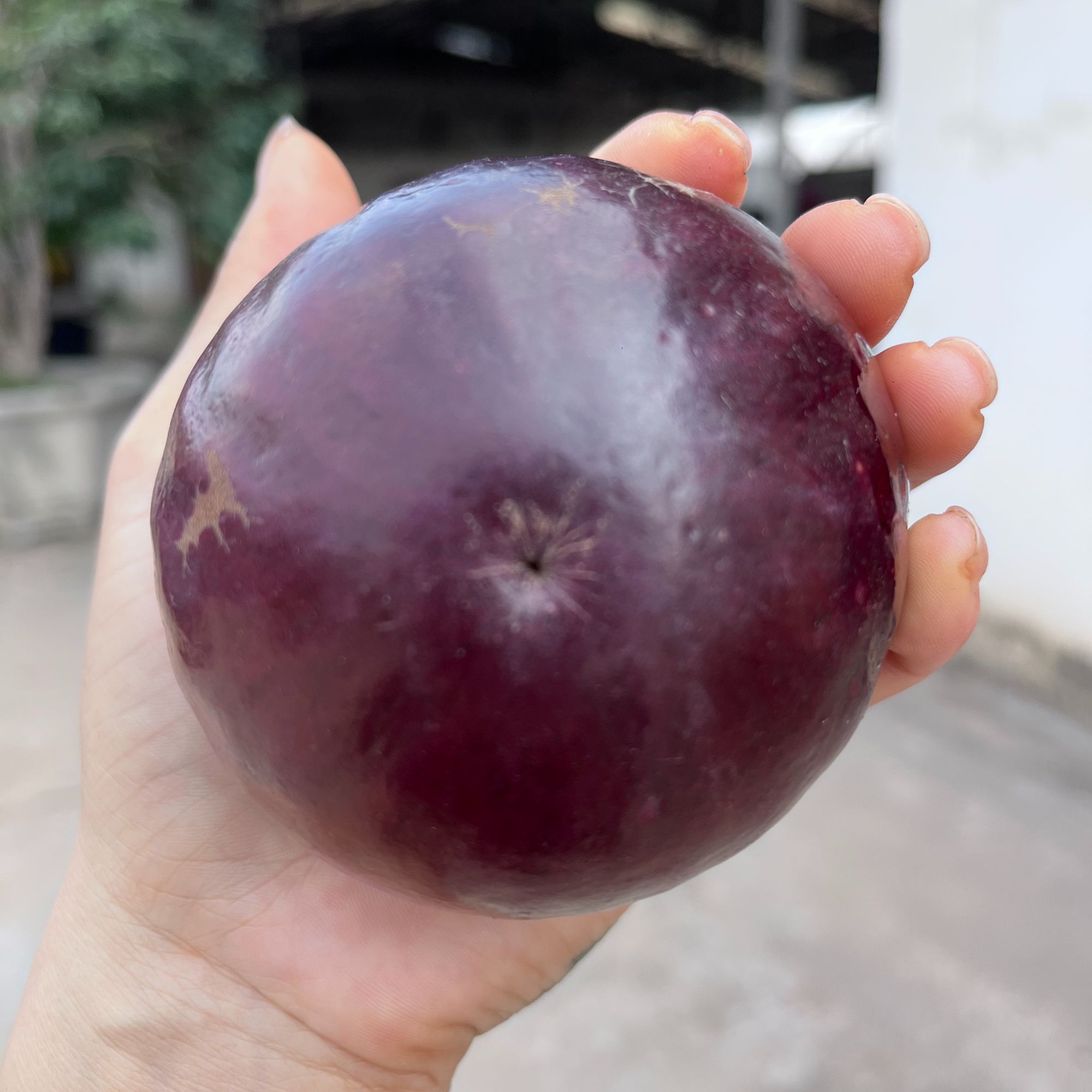 果飞紫龙 紫密牛奶果系列 花园植物盆栽地栽 庭院阳台种植 栽培