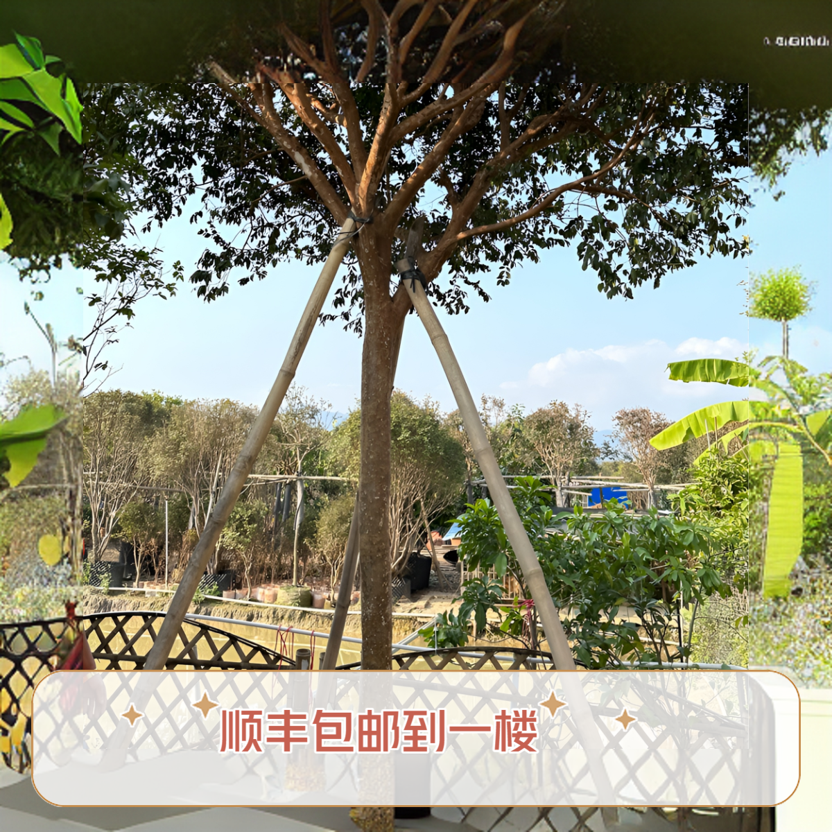 1果飞 沙巴嘉宝树葡萄果树苗盆栽地栽植物种植栽种结果