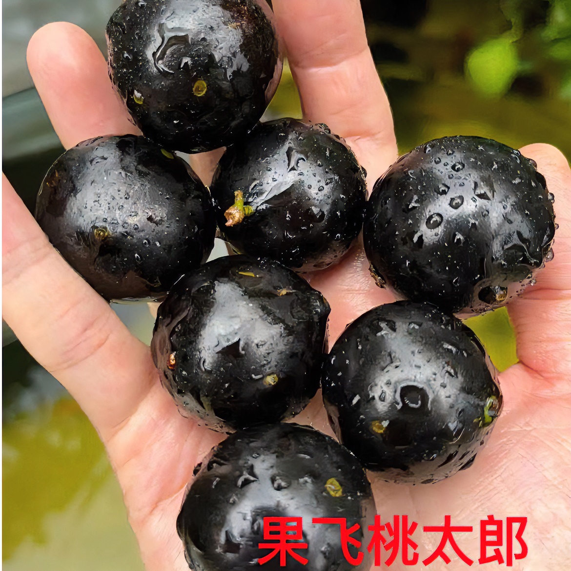 果滋康【粉丝福利】桃太郎嘉宝果 桃太郎2-3年小苗 庭院阳台植物