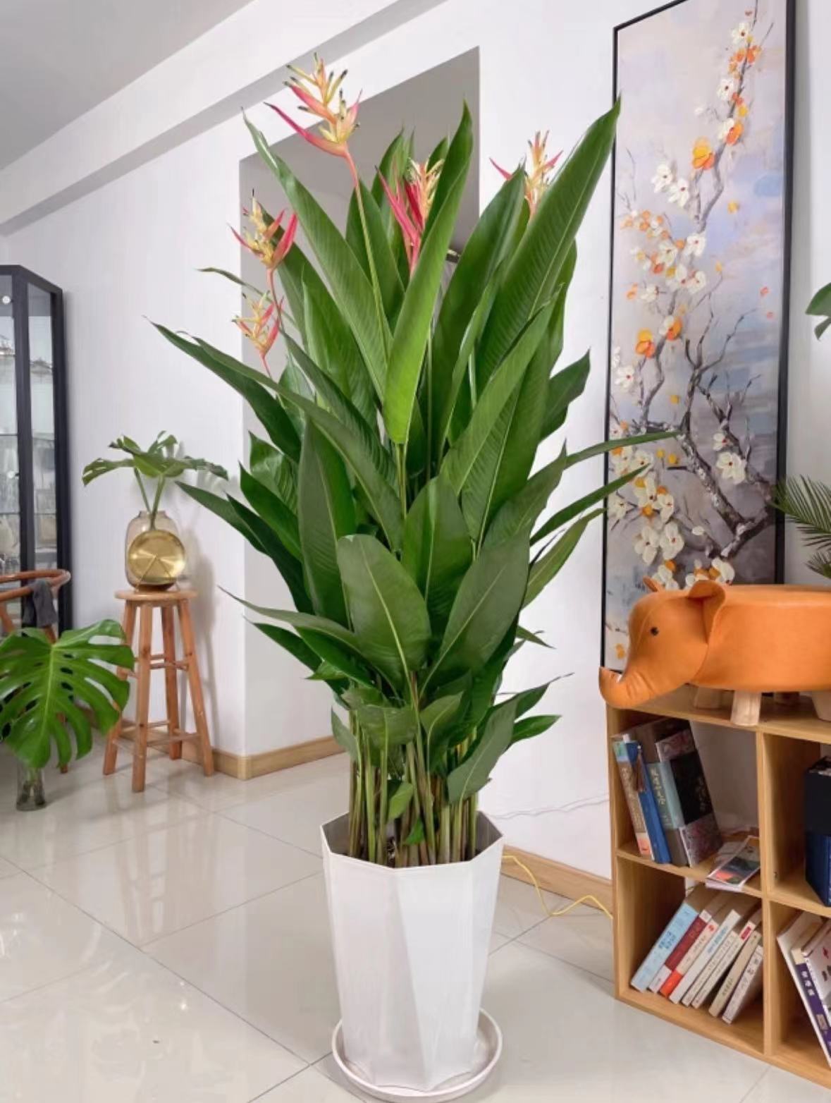 【1.2-1.4米】精品富贵鸟常年开花绿植室内客厅吸甲醛四季开花