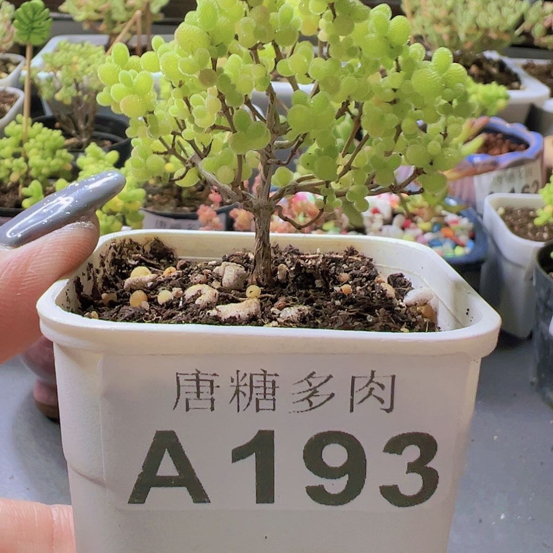 蜜橘糖球枝干番杏193